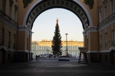 Петербуржцы выбрали новогоднюю ель на Дворцовой площади