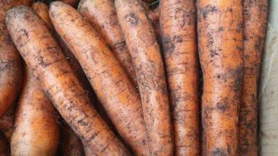 Почему морковь растет рогатая: 5 причин причудливой формы