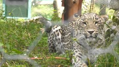 В Сочинском центре восстановления леопардов поставили первые прививки двухмесячным животным
