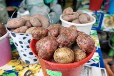 Минсельхоз Коми перезагрузит систему потребкооперации для поддержки производства картофеля на местном рынке