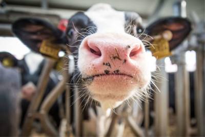 Новгородские фермеры начнут активно заниматься молочным и мясным животноводством