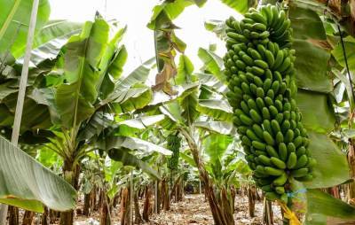 Банановые плантации обвинили в негативном влиянии на здоровье летучих мышей - obzor.lt - Германия - county Frontier