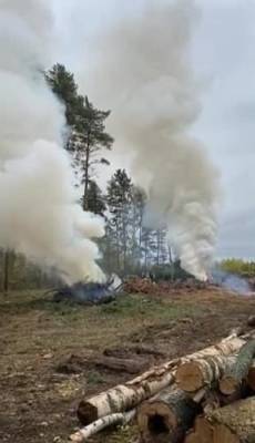 В Тверской области идёт нещадная вырубка реликтовых лесов