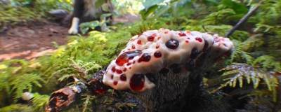 В Волго-Ахтубинской пойме найдены редкие грибы