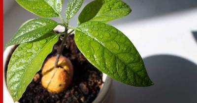 Как вырастить авокадо в домашних условиях: советы садоводов