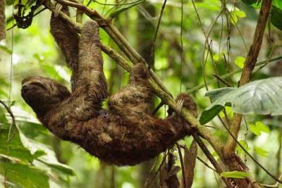 Джунгли Амазонии охватила небывалая засуха