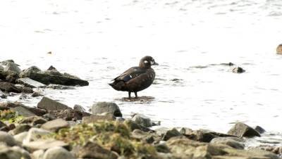 У Кронверкского пролива в Петербурге вновь заметили редкую птицу каменушку