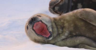Возле украинской антарктической станции родила самка тюленя: один детеныш скончался (фото)