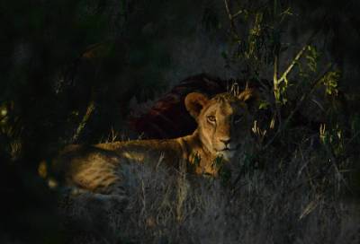 Зооцентр в Ленобласти показал, как отдыхают молодые львы