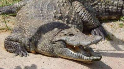Новый вид древних родственников крокодилов нашли в Китае