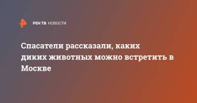 Спасатели рассказали, каких диких животных можно встретить в Москве