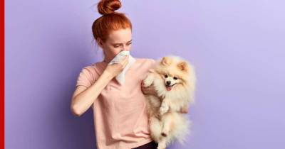 Не пахнут и не линяют: 7 пород собак для жизни в квартире