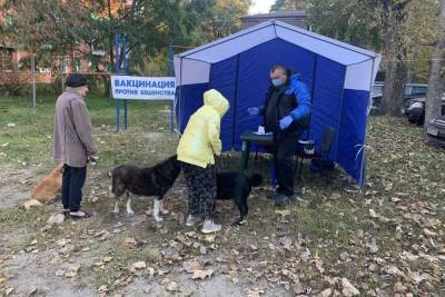 В Курске привили от бешенства более 3 тысяч кошек и собак