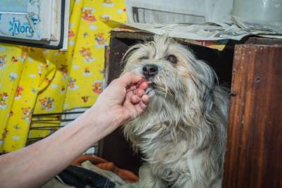 «Я без них умру, и они без меня тоже»: водитель-телохранитель из Новосибирска превратила свой дом в будку для 22 собак