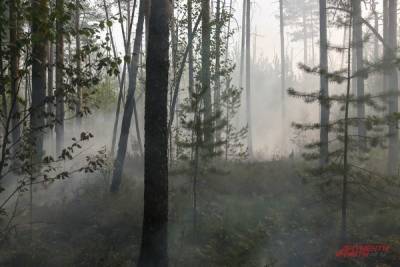 В России за сутки потушили свыше 50 природных пожаров