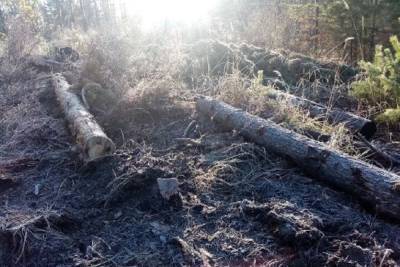 Забайкальцы спилили 226 деревьев на чужой деляне, ущерб составил 4 млн рублей