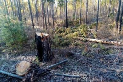 Два жителя села Баляга подозреваются в рубке деревьев на 4 млн рублей