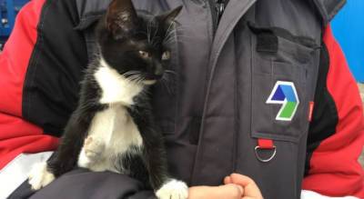 На мусороперегрузочной станции Чебоксар среди отходов нашли котенка: "Он чудом не пострадал"