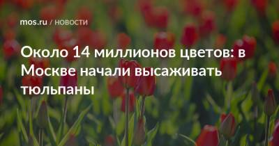 Около 14 миллионов цветов: в Москве начали высаживать тюльпаны