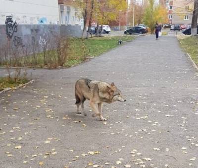 Бегавший по Сипайлово в Уфе волк погиб