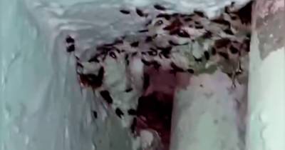 Тараканы атаковали московский подъезд и попали на видео