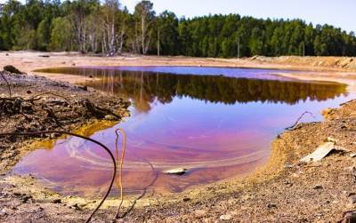 На побережье Камчатки найдены неизвестные токсины