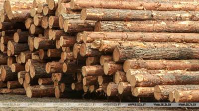 Правительство утвердило объемы реализации древесины вне биржи в 2022 году