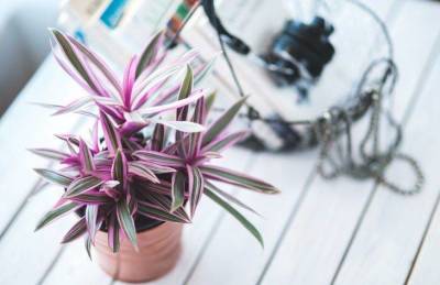Какие 5 простых секретов помогут упростить уход за комнатными растениями