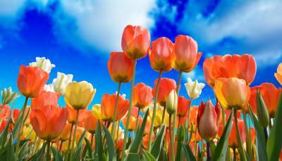 Целое море цветов: в Москве началась высадка 14 миллионов тюльпанов, которые распустятся в мае – Учительская газета