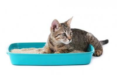 Туалеты и пеленки для котов и кошек