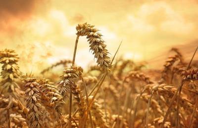 Зерновой меморандум: согласован предельный экспорт пшеницы