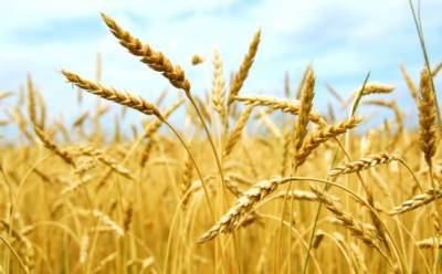 Министр сельского хозяйства: на Кипре нет дефицита зерна и корма