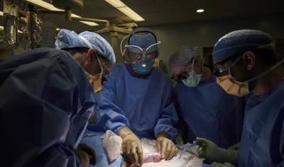 Хирурги пересадили почку свиньи мертвому человеку