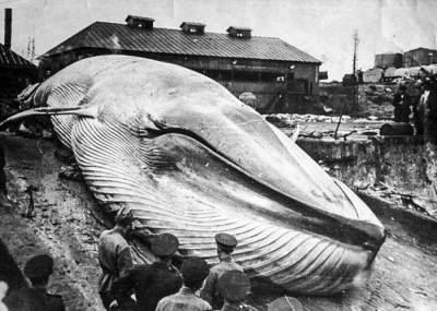 Самое страшное цунами в истории СССР: что случилось на Курилах 5 ноября 1952 года - Русская семеркаРусская семерка