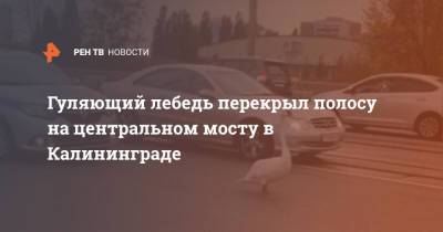 Гуляющий лебедь перекрыл полосу на центральном мосту в Калининграде