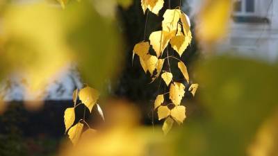 Выставка «Осенними тропами: листья и летописи» открылась в музее Скрябина