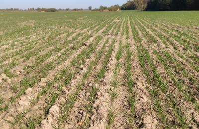 Agricom Group увеличила площади под озимой пшеницей