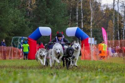 Каюры из Ленобласти выиграли гонки на собаках
