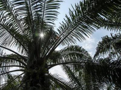 Ученые развеяли мифы о пальмовом масле