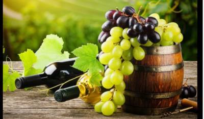 Пока не поздно: крупнейшую в мире коллекцию виноградной лозы положат в криобанк