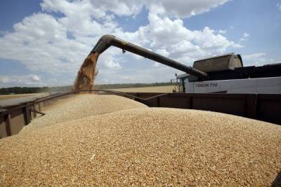 Экспорт российской пшеницы сократился на 18%