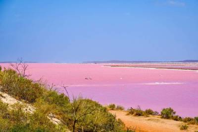 Как создать на подоконнике австралийский пейзаж с розовым озером?