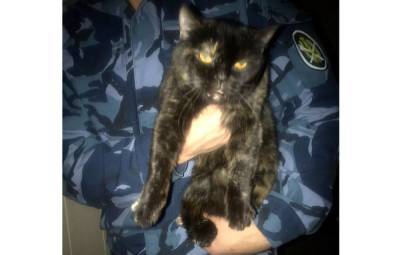 Сотрудники колонии в Ивановской области поймали кота с марихуаной