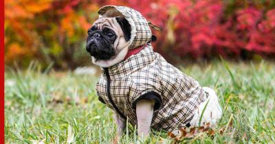 Как выбрать удобную одежду для собаки: советы кинологов