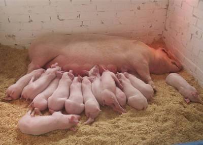 В Прикамье выявлен второй очаг африканской чумы свиней