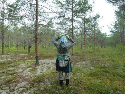 В Коми возник дефицит семян хвойных деревьев