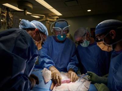 В США впервые успешно протестировали трансплантацию свиной почки человеку - unn.com.ua - США - Украина - Киев - Нью-Йорк