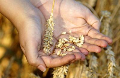 Цены на украинскую пшеницу достигли 300 $/т - agroportal.ua - Украина