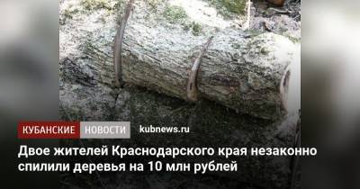Двое жителей Краснодарского края незаконно спилили деревья на 10 млн рублей