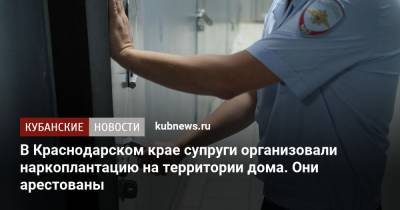 В Краснодарском крае супруги организовали наркоплантацию на территории дома. Они арестованы
